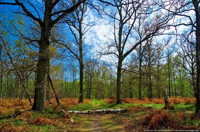 Sous-bois printanier
Forêt de Rambouillet
Mots-clés: printemps rambouillet chemin sentier chene