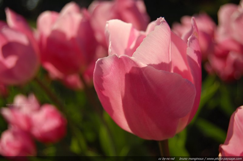 Tulipes roses
Mots-clés: printemps fleurs tulipe rose st-valentin macrophoto