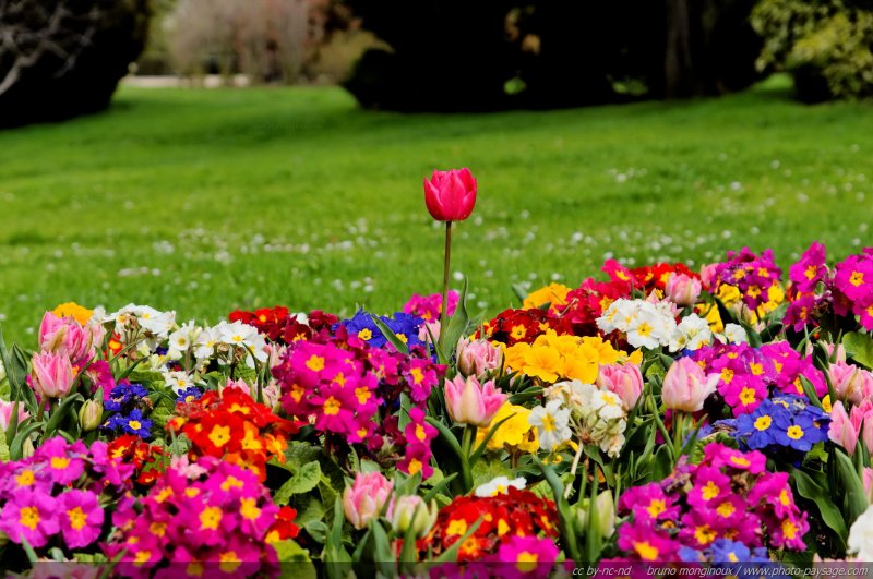 Tulipes et Primevères - une explosion de couleurs printanières
[Le printemps en image]
Mots-clés: fleurs tulipe primevere herbe pelouse jardin printemps st-valentin plus_belles_images_de_printemps