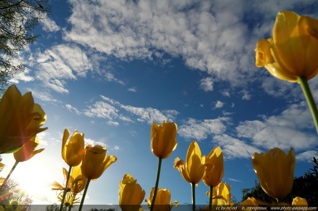 Tulipes jaunes sous ciel bleu
Mots-clés: fleurs tulipe ciel_bleu printemps st-valentin plus_belles_images_de_printemps