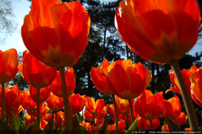 De belles tulipes oranges
Mots-clés: fleurs tulipe orange printemps st-valentin plus_belles_images_de_printemps