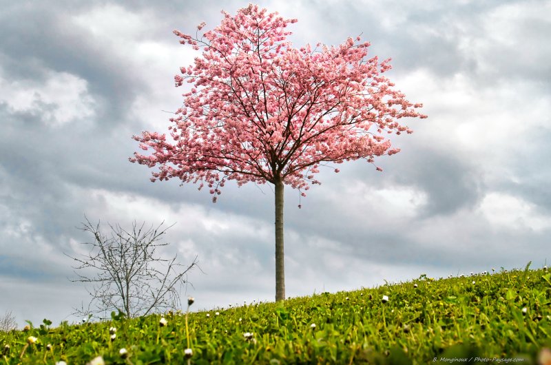Un arbre en fleurs le premier jour du printemps
20 mars 2022, le premier jour du printemps
Mots-clés: printemps arbre_en_fleur arbre_seul