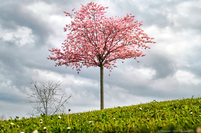 Un arbre en fleurs le premier jour du printemps
20 mars 2022, le premier jour du printemps
Mots-clés: printemps arbre_en_fleur arbre_seul