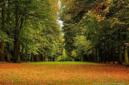 1er_jour_de_l_automne_dans_le_parc_du_Chateau_de_Versailles.jpg