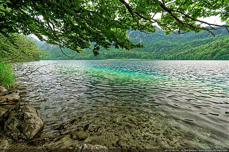 A-l-ombre-d-un-arbre-sur-la-rive-du-lac-Alpsee.jpg