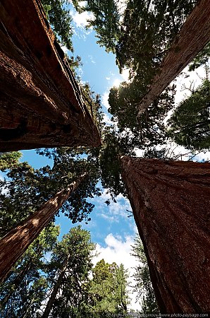 A-l_ombre-des-sequoias-geants.jpg