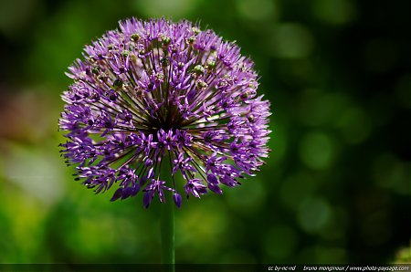 Allium_globemaster_-_01.jpg