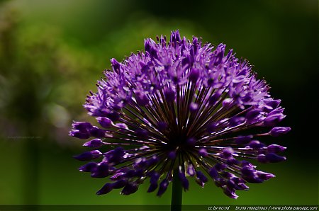 Allium_globemaster_-_03.jpg