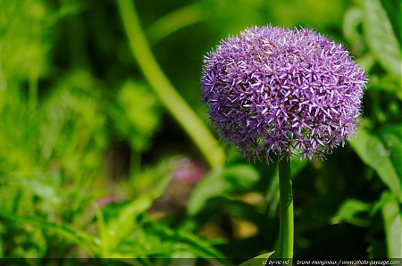 Allium_globemaster_-_04.jpg