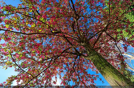 Arbre-en-fleur-dans-le-parc-Monceau---2.jpg