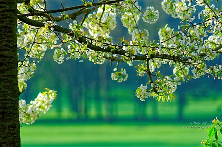 Arbre-fleuri-au-printemps---2.jpg