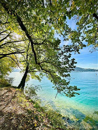 Arbre-rive-lac-Annecy.jpeg