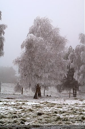 Arbre_recouvert_de_givre.jpg