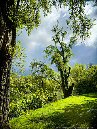 Arbres-en-bords-de-marne-IMG_0623.jpeg