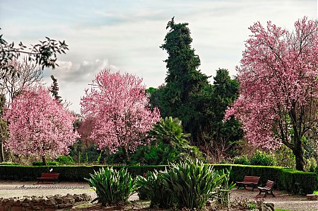 Arbres-en-fleurs---Villa-Borghese-4.jpg