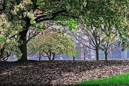 Arbres-en-fleurs-sur-Ellis-Island---2.jpg