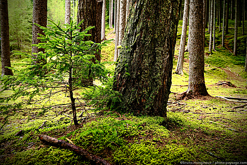 Nom du fichier=Arbuste-foret-Autriche-1080894.jpeg
Taille du fichier=16853Ko
Dimensions : 5472x3648
Ajouté le : 22 Août 2025 Nom du fichier=Arbuste-foret-Autriche-1080894.jpeg
Taille du fichier=16853Ko
Dimensions : 5472x3648
Ajouté le : 22 Août 2025