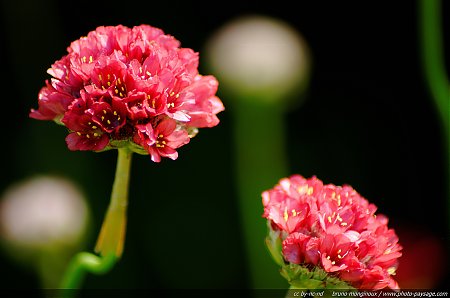 Armeria_Girardii_-_Joystick_Red.jpg