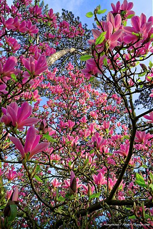 Au-pied-d_un-grand-magnolia-en-fleurs.jpg