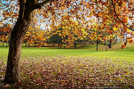 Au-pied-d_un-platane-en-automne.jpg