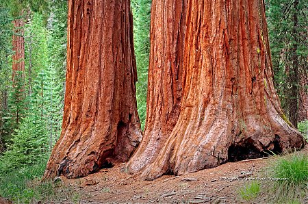 Au-pied-des-sequoias-geants---Yosemite--_3.jpg