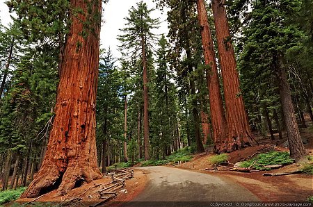 Au-pied-des-sequoias-geants-de-Mariposa-grove.jpg