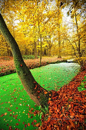 Automne-au-bord-d-un-canal-du-bois-de-Vincennes-2.jpg