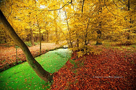 Automne-au-bord-d-un-canal-du-bois-de-Vincennes.jpg