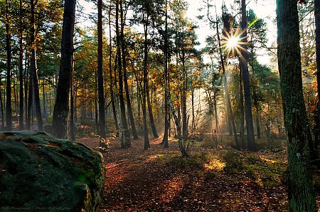 Automne_dans_la_foret_des_trois_pignons_01.jpg