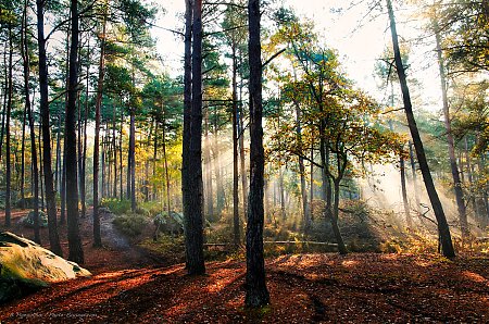 Automne_dans_la_foret_des_trois_pignons_02.jpg