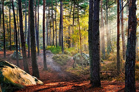 Automne_dans_la_foret_des_trois_pignons_03.jpg