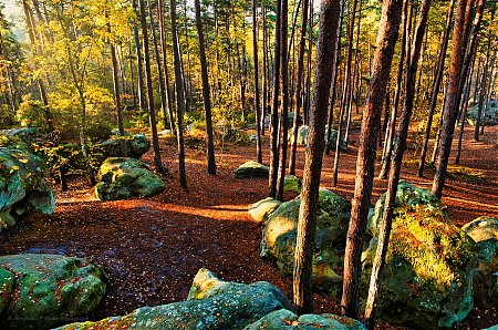 Automne_dans_la_foret_des_trois_pignons_05.jpg