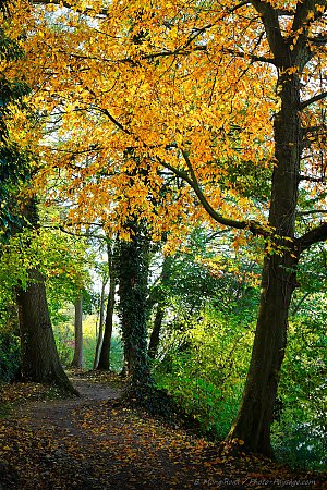 Automne_sur_un_sentier_au_bord_de_la_Marne.jpg