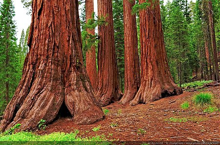 Bachelor-and-Three-Graces---Yosemite.jpg