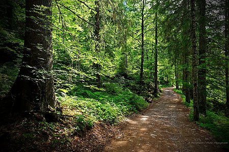 Balade_en_foret_-_Haute-Savoie.jpg