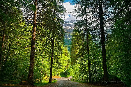 Balade_en_foret_dans_les_ALpes.jpg