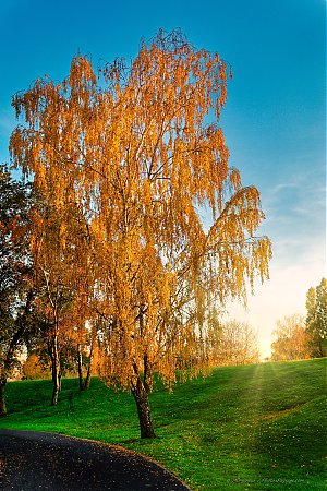 Bouleau_en_automne.jpg