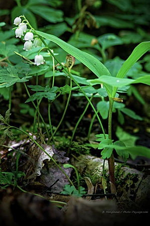 Nom du fichier=Brin-de-muguet-un-1er-mai-dans-la-foret-de-Ferrieres.jpg
Taille du fichier=4206Ko
Dimensions : 3381x5072
Ajouté le : 01 Mai 2017 Brin-de-muguet-un-1er-mai-dans-la-foret-de-Ferrieres.jpg