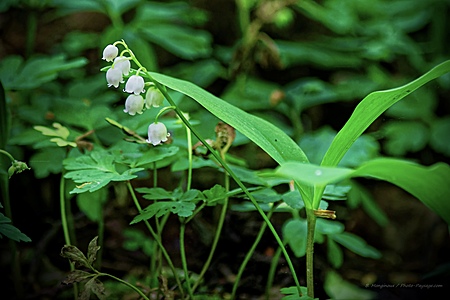 Brin-de-muguet-un-1er-mai2C-dans-la-foret-de-Ferrieres---2.jpg