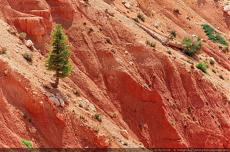 Bristlecone-loop---Bryce-Canyon---05.jpg