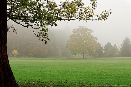 Brouillard-d_automne.jpg