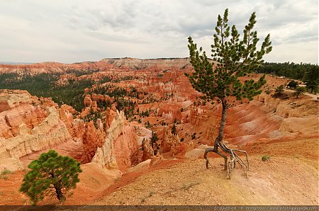 Bryce-Canyon---Sunrise-Point---un-arbre-au-bord-de-la-falaise.jpg