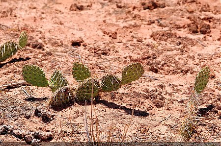 Cactus-dans-Arches-National-Park---4.jpg