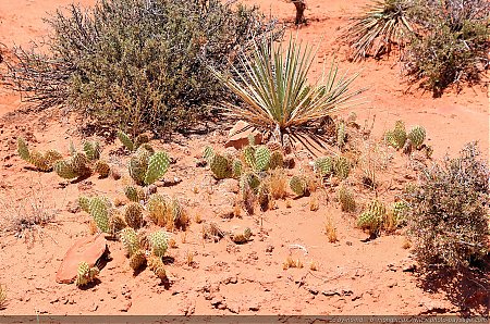 Cactus-dans-Arches-National-Park---5.jpg