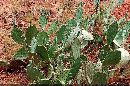 Cactus-dans-Zion-National-Park--2.jpg
