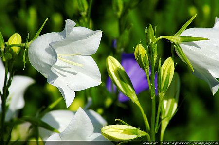 Campanule_a_feuille_de_pecher_blanche.jpg