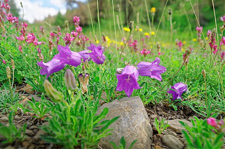 Campanules-dans-le-parc-national-du-Mercantour.jpg