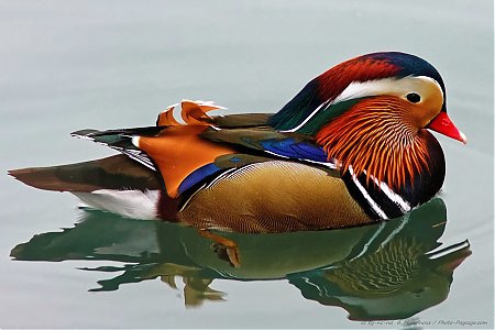 Canard-mandarin-01.jpg