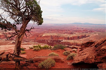 Canyonlands---un-arbre-au-bord-du-precipice.jpg