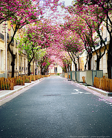 Cerisier-en-fleurs-Vincennes.jpeg